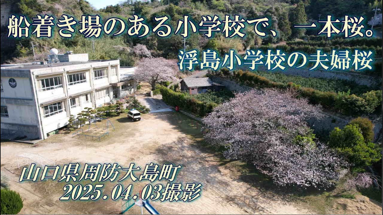船着き場のある小学校で、一本桜。　浮島小学校の夫婦桜　2025.04.03撮影