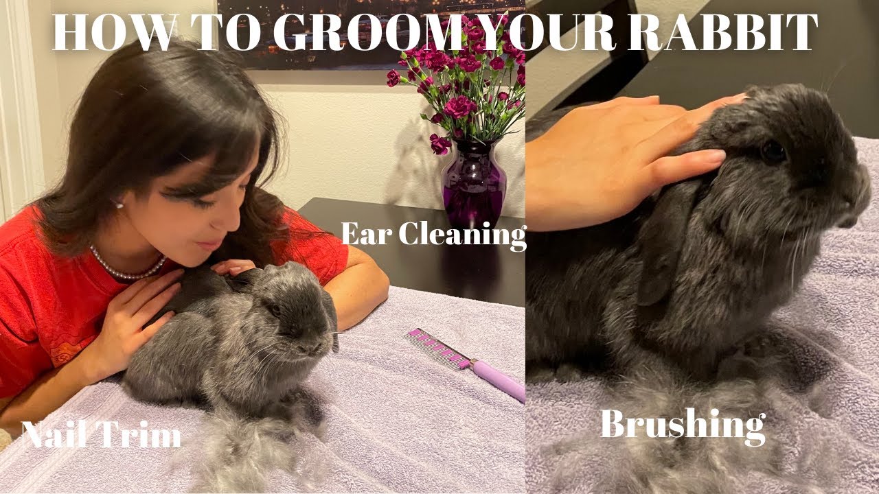 How To Groom Your Rabbit 🐰
