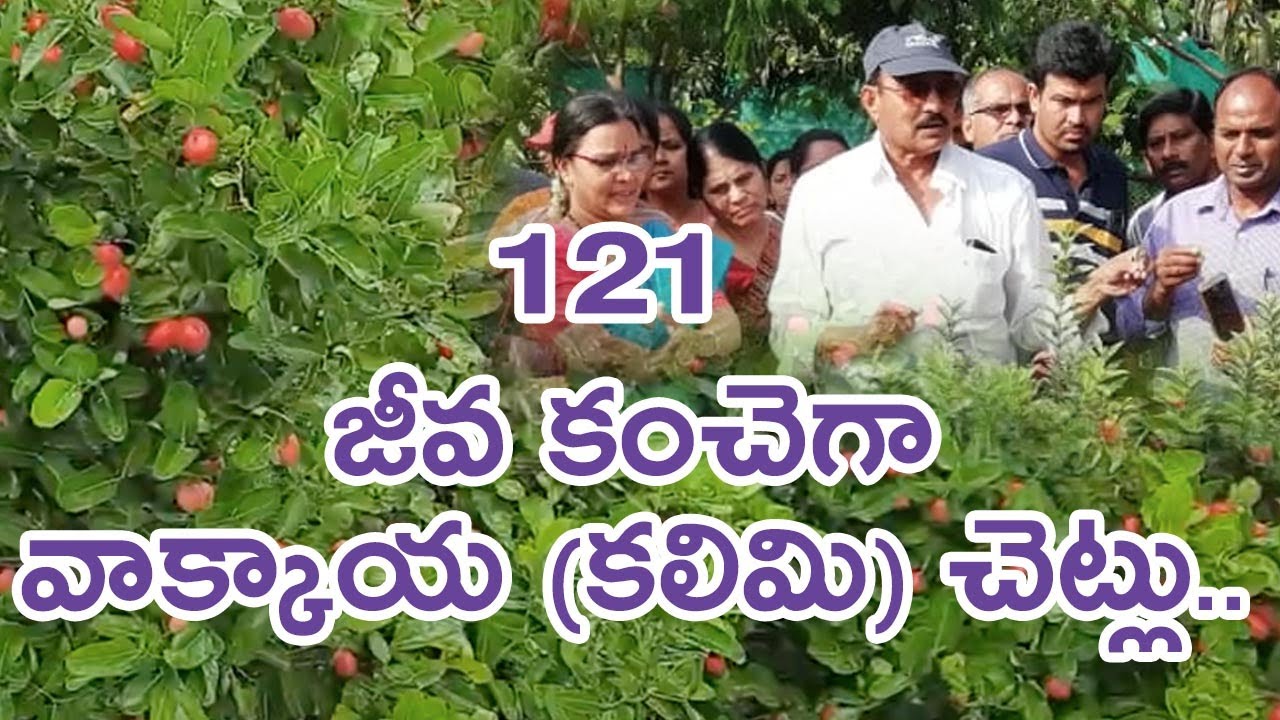 Karonda plants (vaakkaya) plants are better for fencing ||Hari Babu ||Organic ||Natural