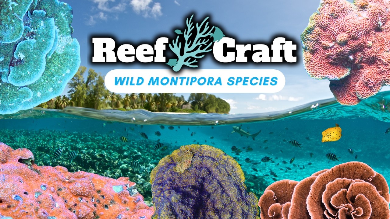 Let's Explore Wild Montipora: Rare Aquarium Species in Their Natural Habitats