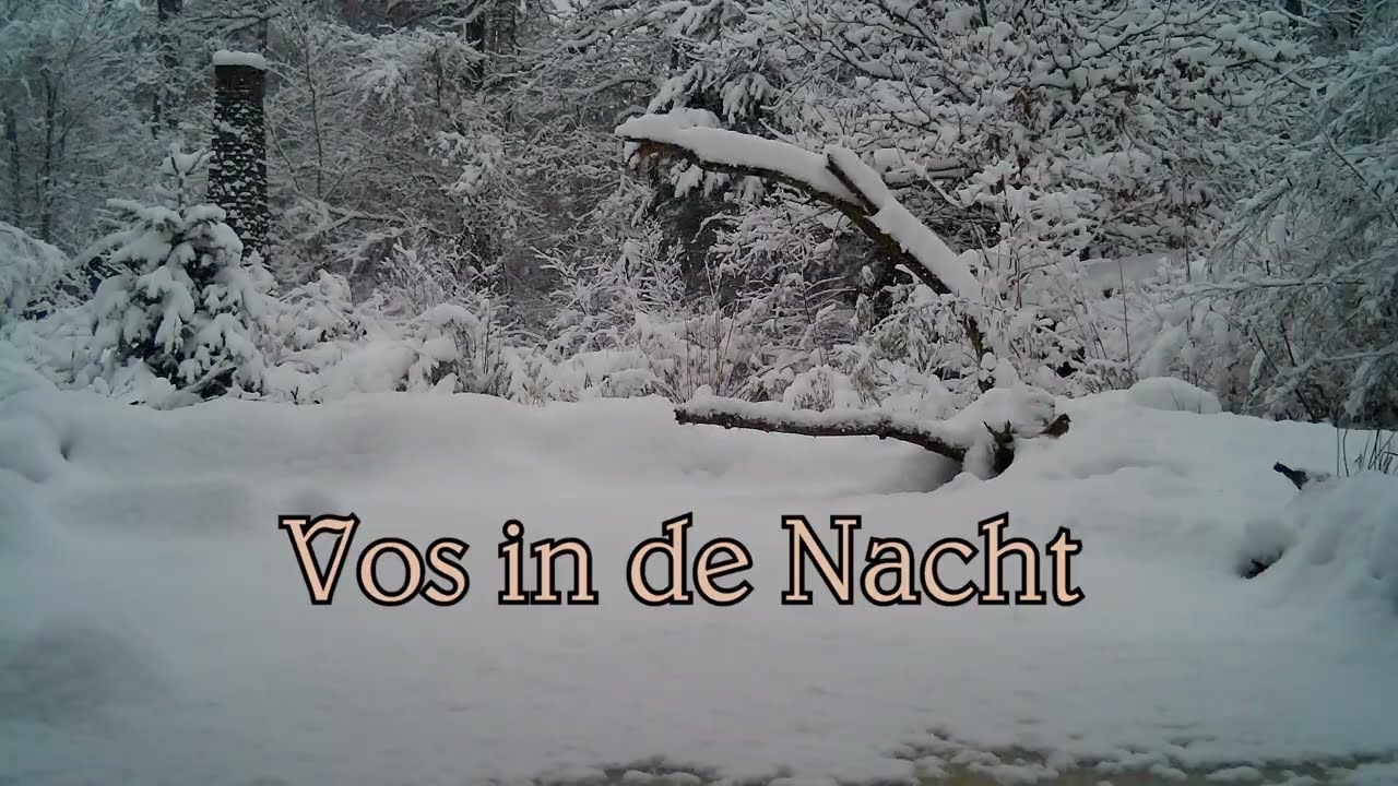 Vos in de nacht, winter vogelhut movie