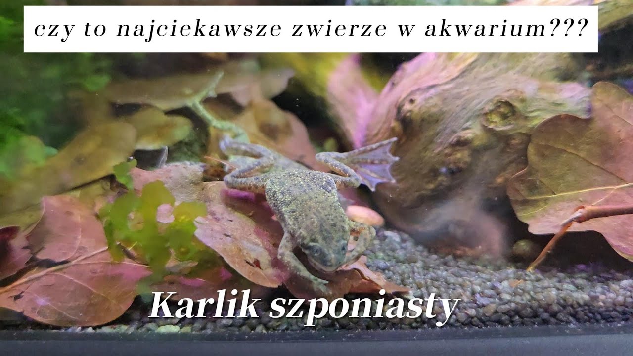 Karlik szponiasty niedoceniany i rzadko spotykany w akwarium