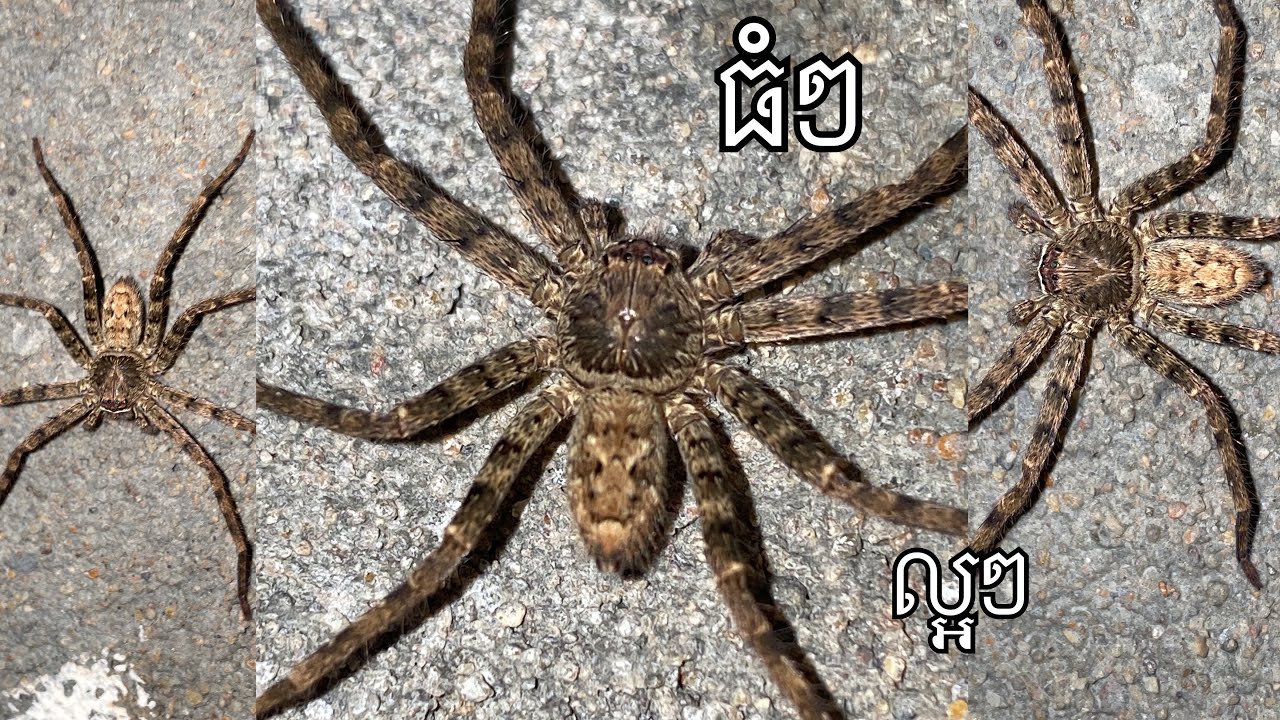 មើលជិតទៅល្អណាស់មិនគួរឲ្យខ្លាចទេ❤️#ស្រលាញ់សត្វ❤️😍