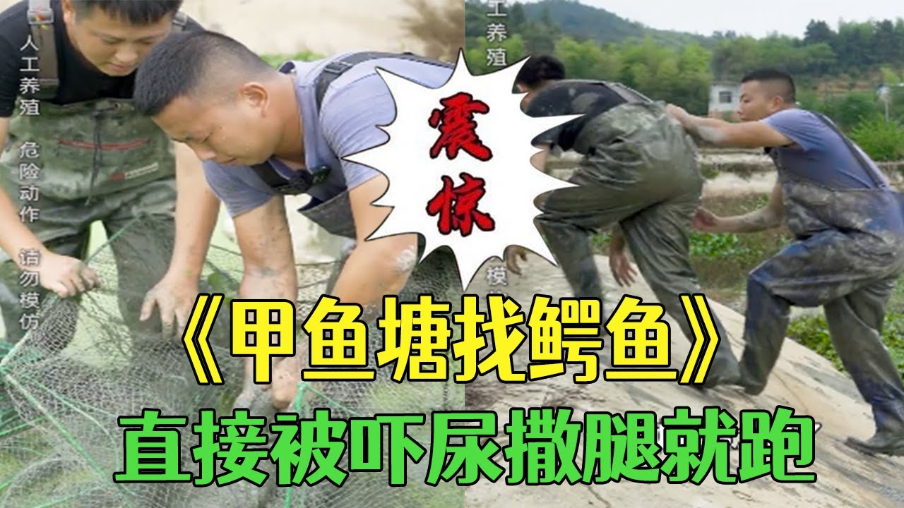 甲魚塘裏找丟失的鳄魚，直接被嚇尿撒腿就跑