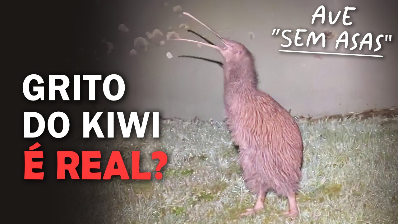 KIWI: AVE 