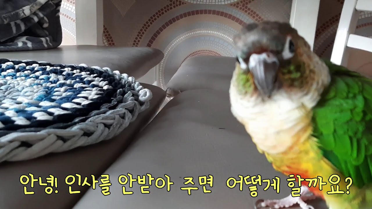 안녕 인사를 안받아줬더니?소음주의 #말하는앵무새  #코뉴어 #앵두 #Parrot