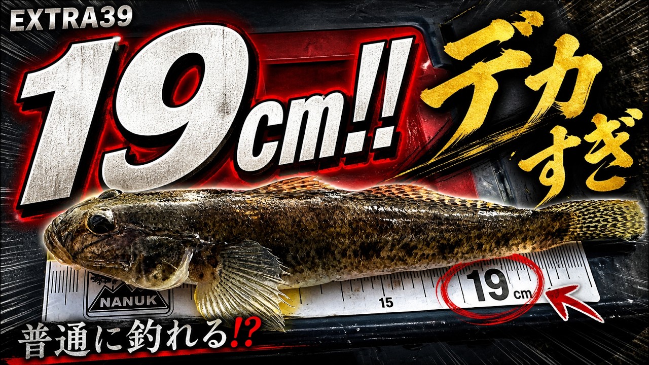 爆風の涸沼湖でハゼ釣り♪19センチを頭に22尾！