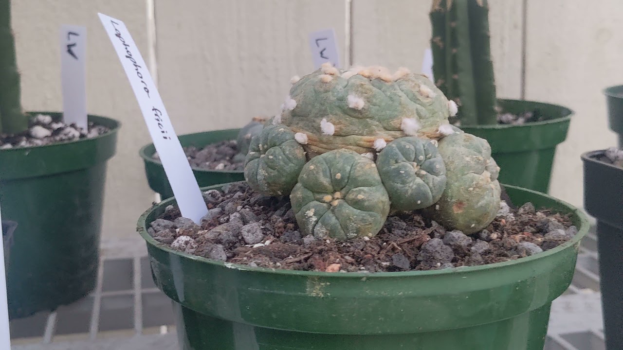 Full Lophophora collection showcase/care video