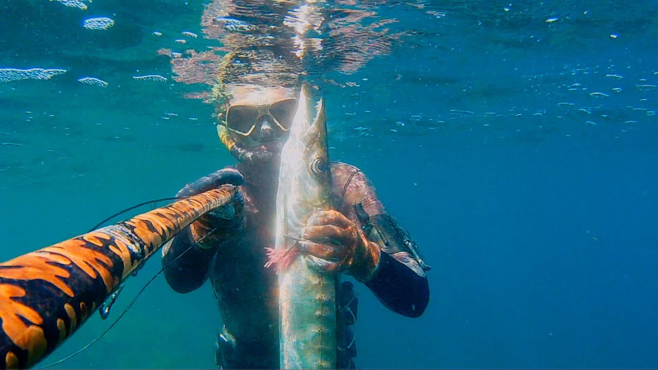 Pesca sub: Pescatona in poca acqua. Agguato al grosso barracuda e mulinello impazzito