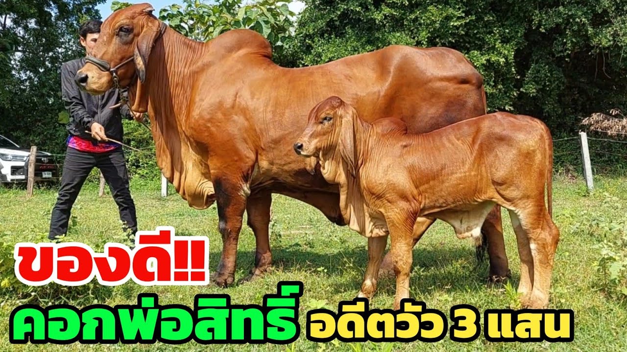 ของดีคอกพ่อสิทธิ์‼️อดีตวัวแม่บล๊อกราคา 3 แสน จ่ายลูกขั้นเทพ งัวดูกหมูส่งลูกหนาๆ สมราคาทุกตัว