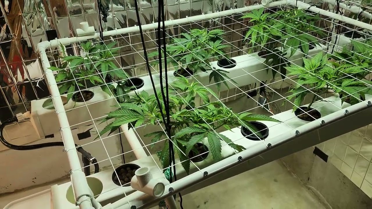 2 Weeks Into Veg. Scrog Net