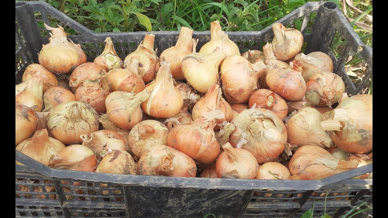 PROSUŠIVANJE, SKLADIŠTENJE I ČUVANJE LUKA