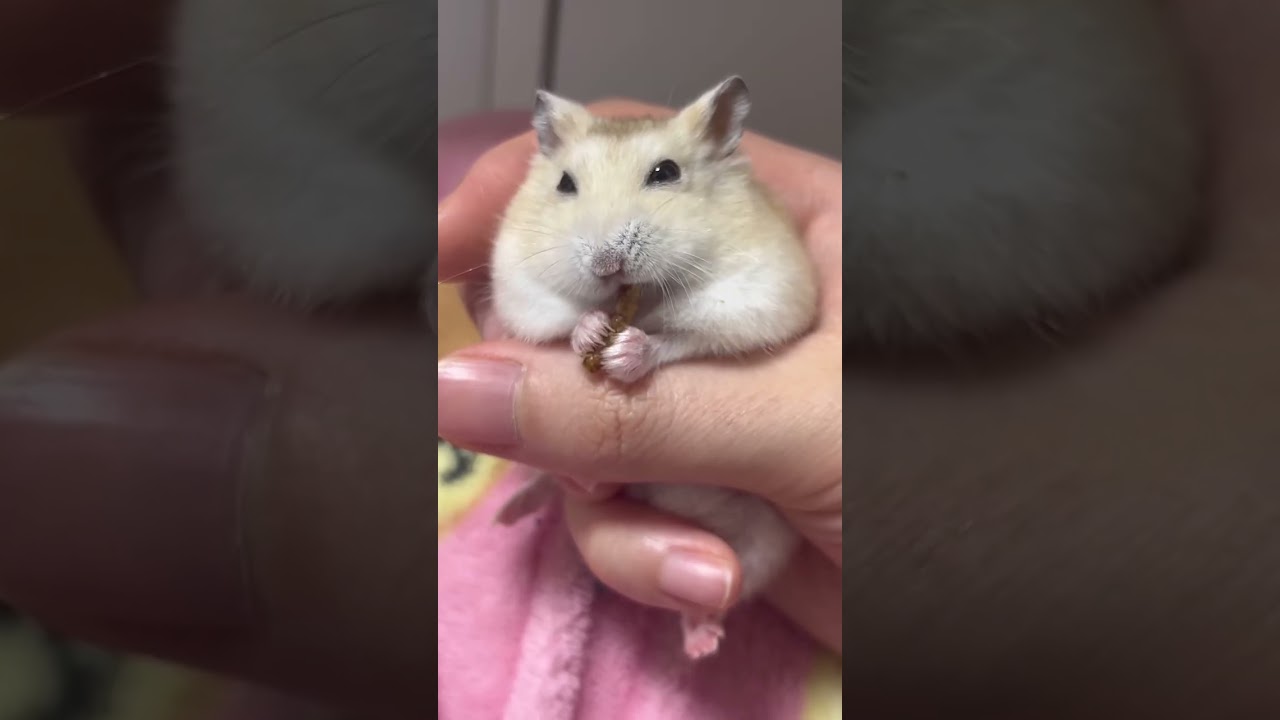 바삭바삭 밀웜 먹는 영상 1시간 | Hamster Eating Sound