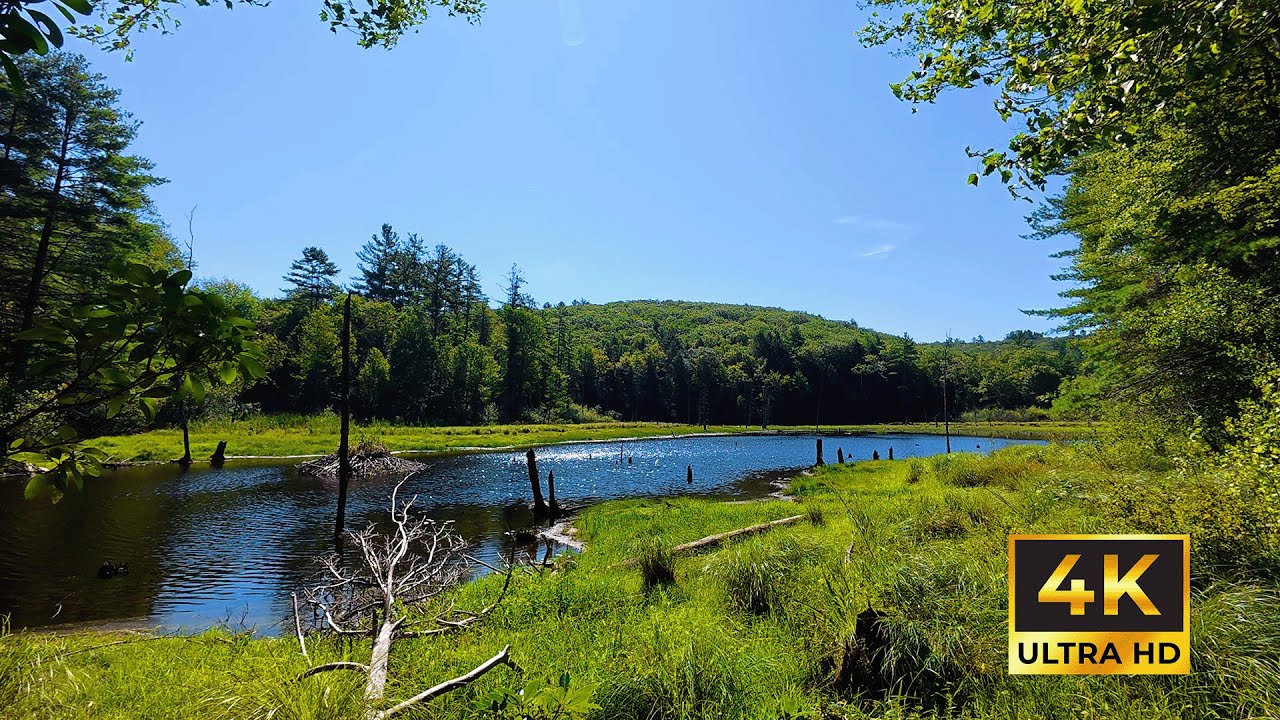Madame Sherri Pond 4K – 1 Hour Relaxing Forest Ambience & White Noise | Peaceful Nature Soundscape
