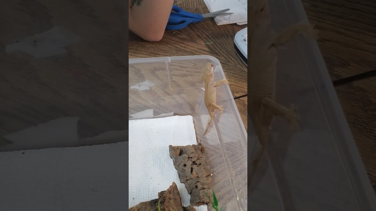 Not jumping spider related but this is our crested gecko Luna. Love feeding her