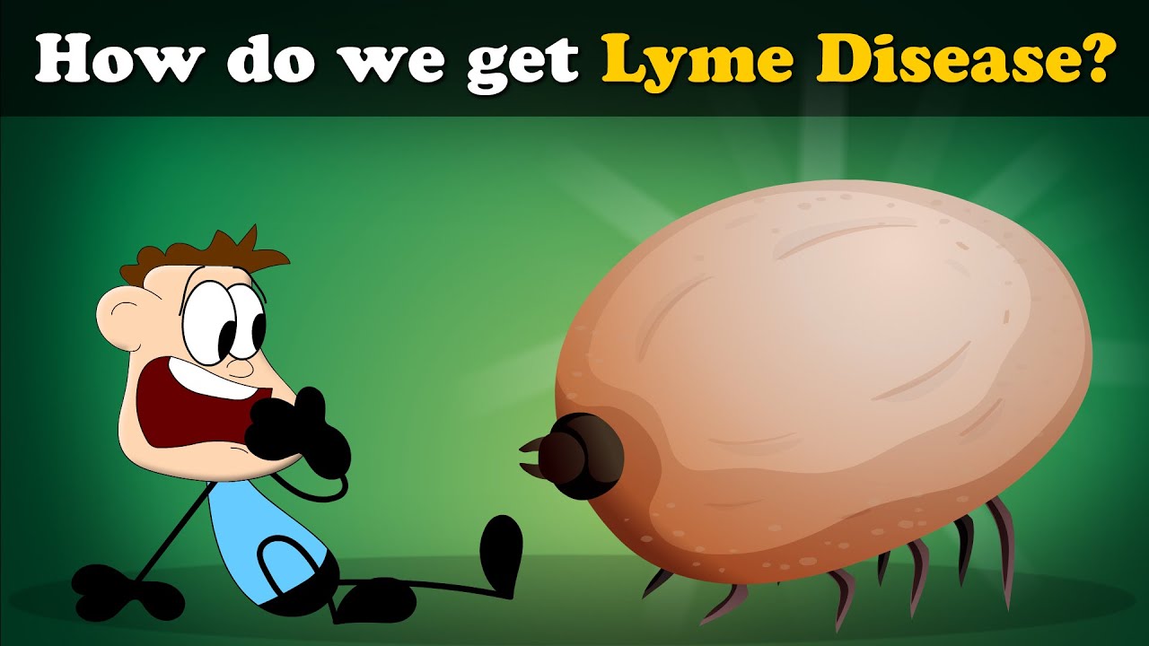 How do we get Lyme Disease? + more videos | #aumsum #kids #science #education #children