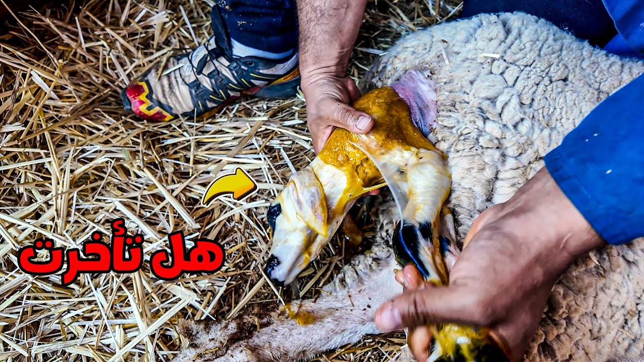 كنت نصوّر عادي… وفجأة لقيت روحي وسط أخطر ولادة شفتها في حياتي!