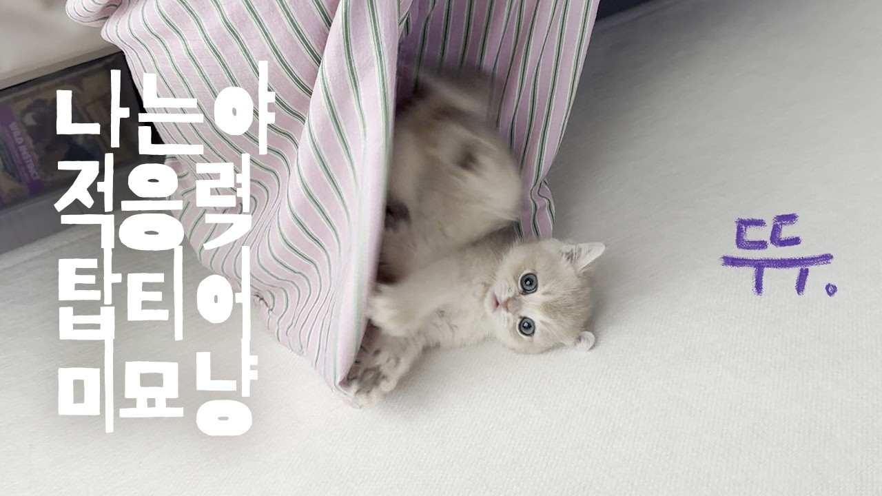 🐾3개월 차 아깽이 두두! 진짜 고양이로 진화 중🐱💫 #브리티시숏헤어 #고양이입양 #고양이브이로그