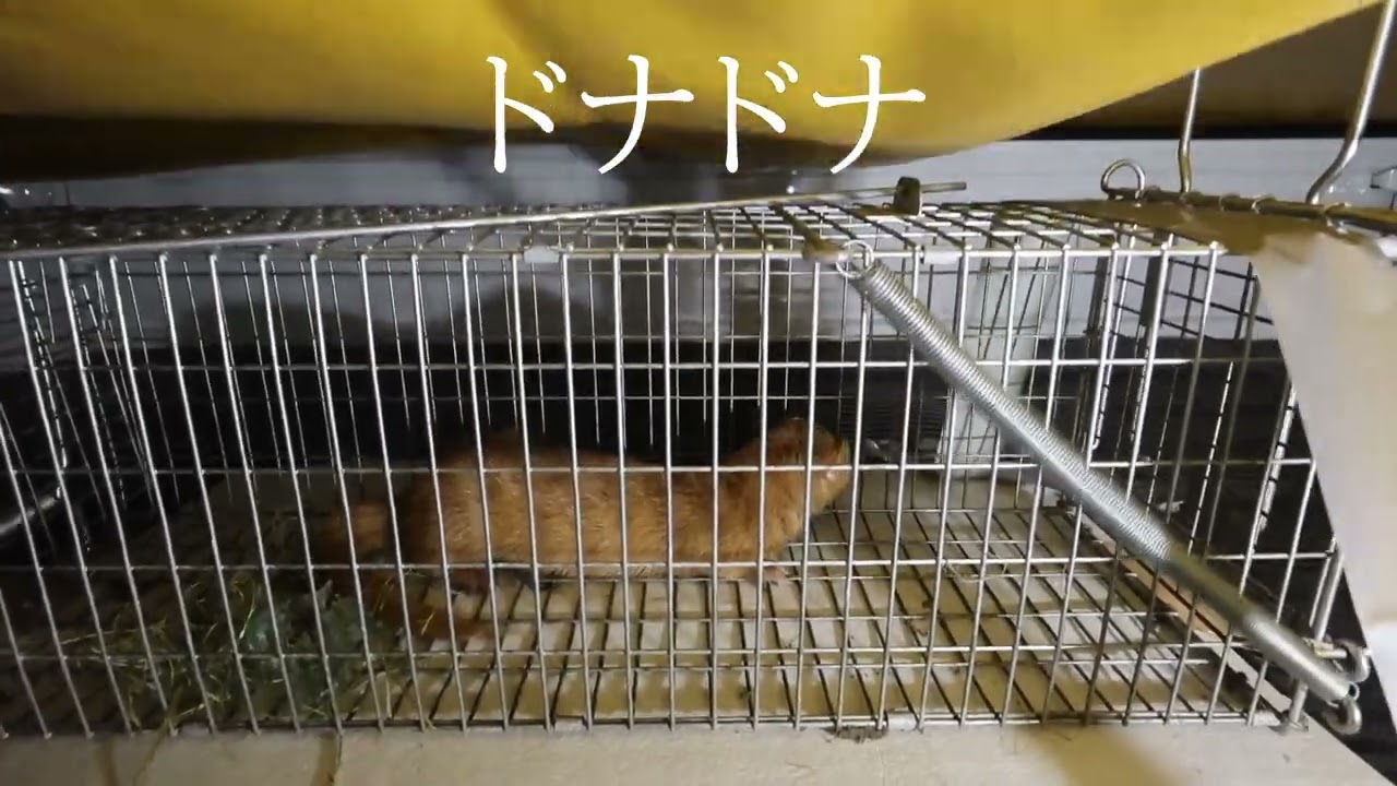 久しぶりの不法侵入獣を処分執行