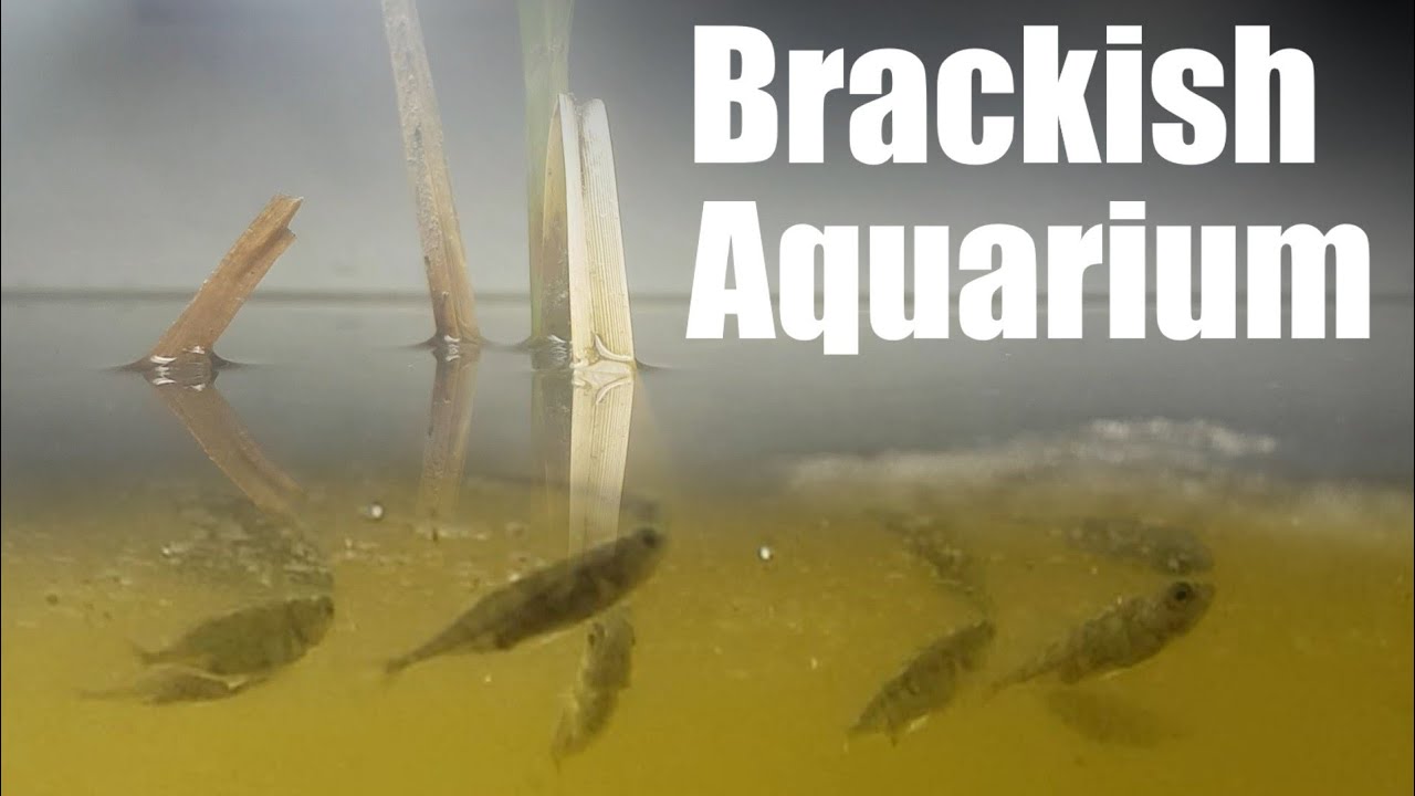 Native Brackish Aquarium with Sticklebacks