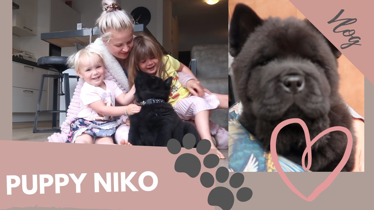 Onze Puppy Niko ophalen! 🐶😍 Welkom in ons gezin 💖  | VLOG #45 Kellycaresse