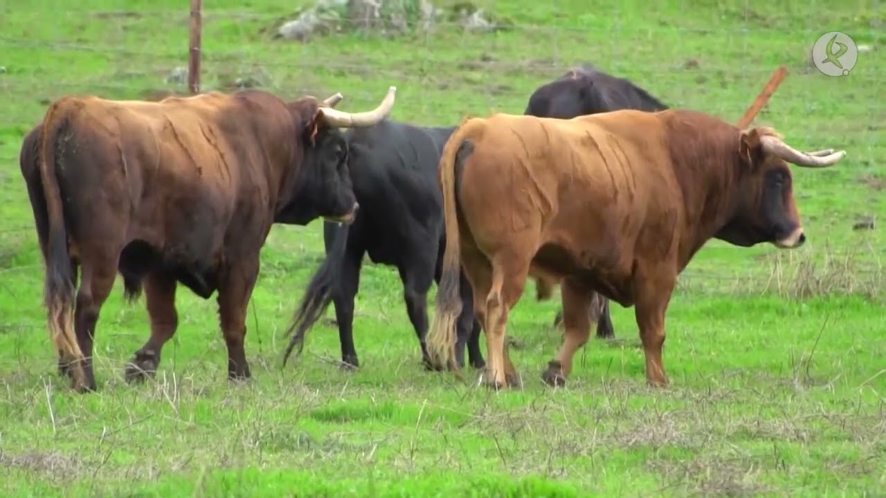 Cuando el becerro se convierte en toro | TIerra de Toros