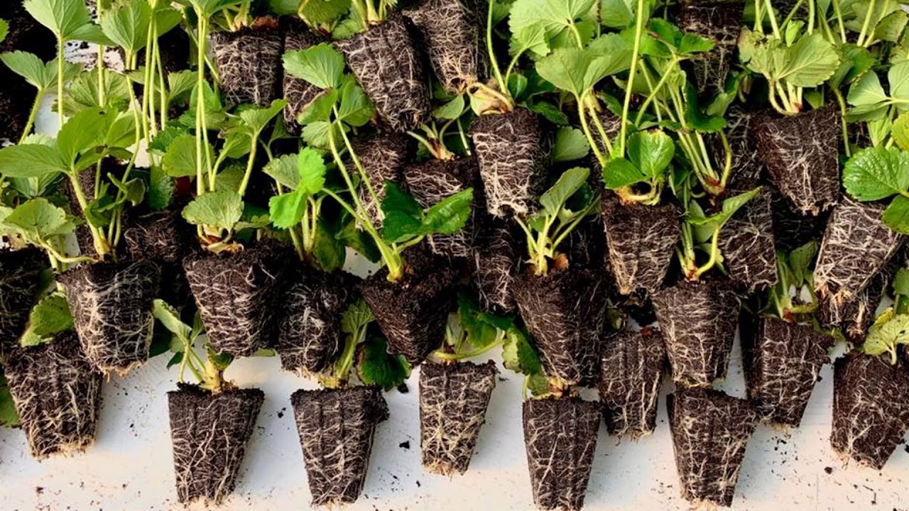 Planasa- Expoceres 2021