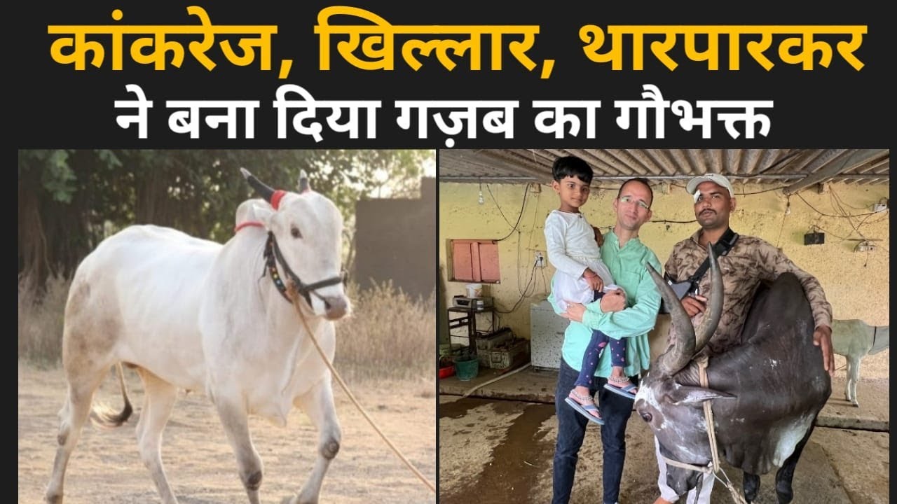 Maharashtra में मिला गज़ब का Tharparkar और Khillar गौ प्रेमी, देसी गाय के लिए किया जीवन समर्पित