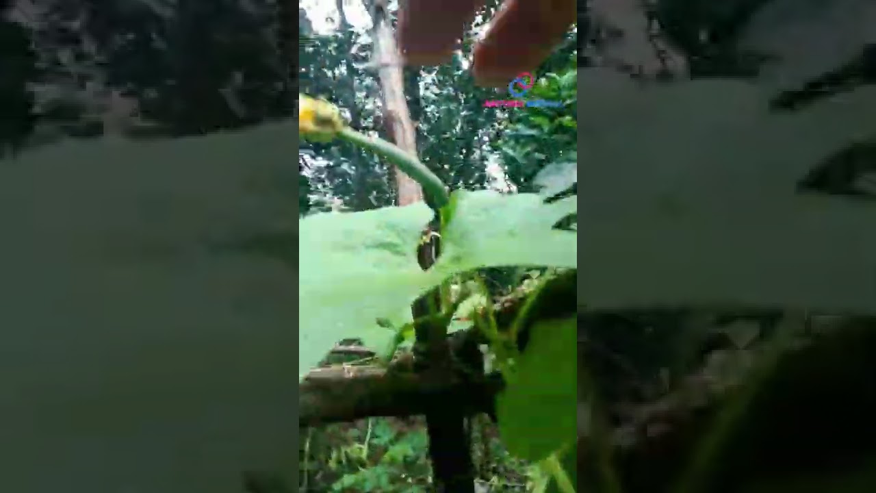 എത്ര പീച്ചിൽ ഉണ്ടായിട്ടും ഈ മഴക്കാലത്ത് ഒരു രക്ഷയുമില്ല 😔 | Kayeecha shalyam | Peechil krishi