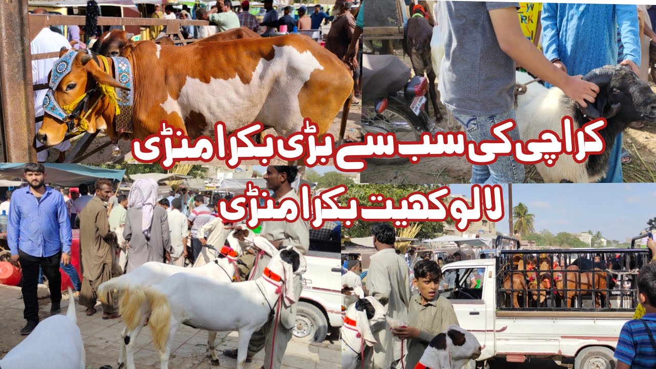 Lalukheat bakra mandi qurbani ka mall