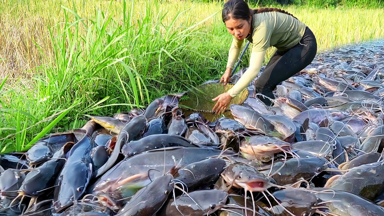 Harvest a Giant Fish Pond full of Big Catfish, Carp & Tilapia by Hand to Sell at Market, Pig Feeding
