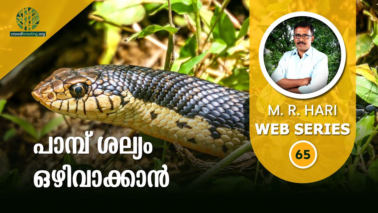 പാമ്പ്  ശല്യം ഒഴിവാക്കാൻ | SNAKE-PROOFING OUR HOUSES | Snakes in Miyawaki Forests | #65