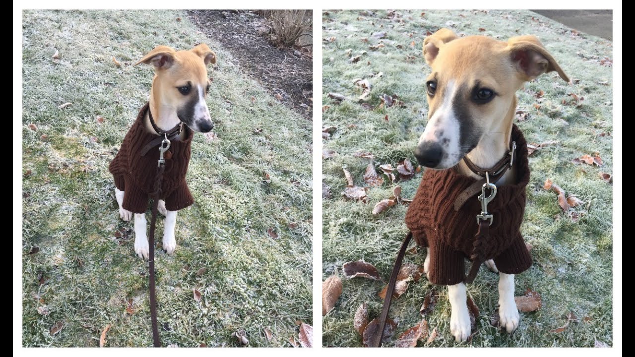 VI HÄMTAR VÅR HUNDVALP SMULAN
