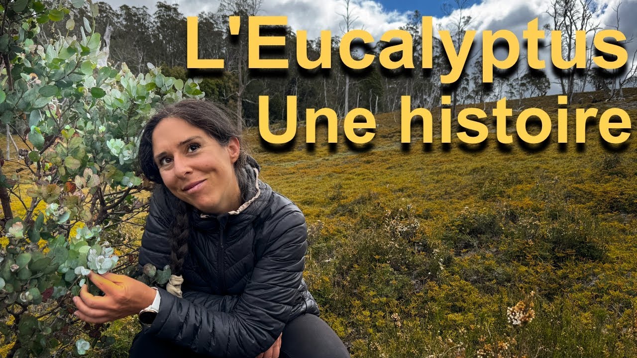 Histoire d'un Eucalyptus