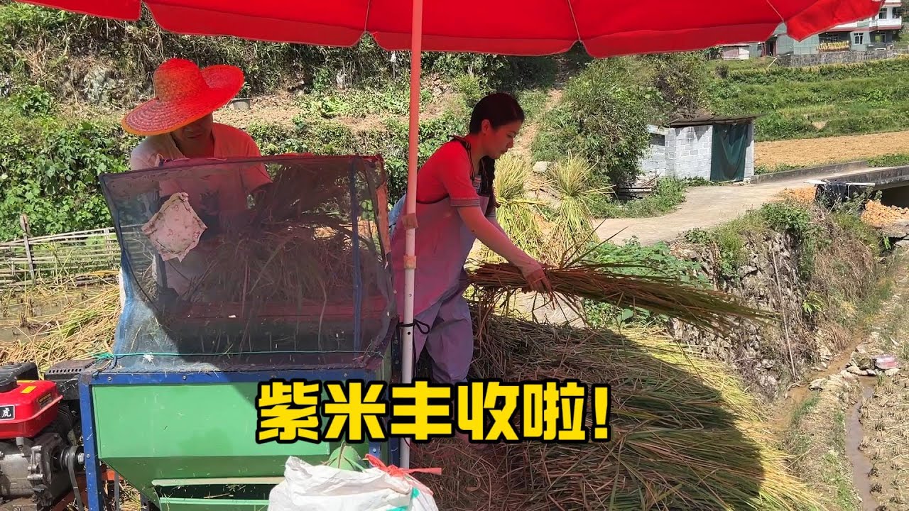 侗族地区忙碌的丰收季，男女老少全部出动，齐心协力劳作，助力老品种紫米归仓