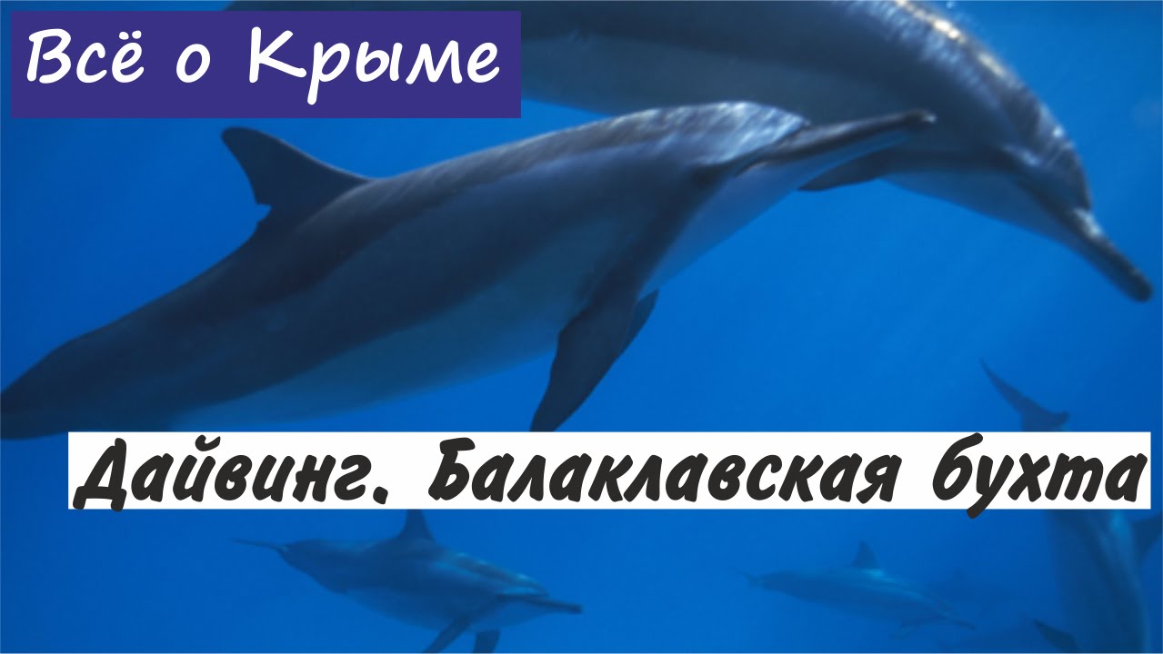 Дайвинг в Крыму. Балаклавская бухта.