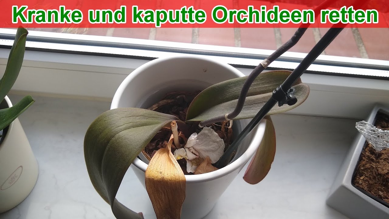 Kranke und kaputte Orchideen retten – Anleitung / Blätter sind welk / schlaff schrumpelig gelb braun
