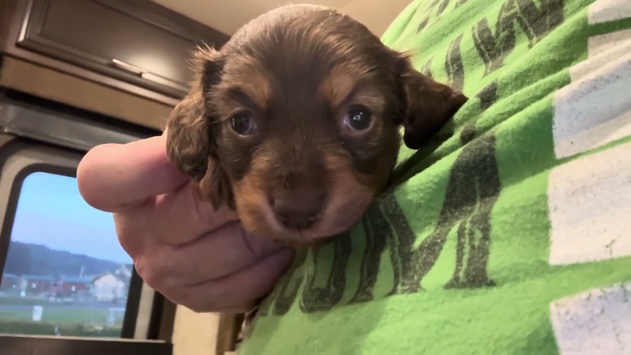 Baylee’s Puppy Hazel 27 days old