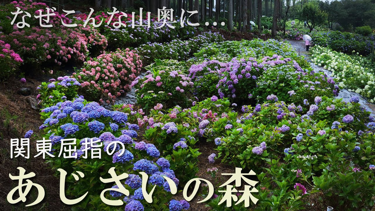 北茨城あじさいの森/日本最大級のアジサイ園/紫陽花/絶景/茨城観光旅行vlog