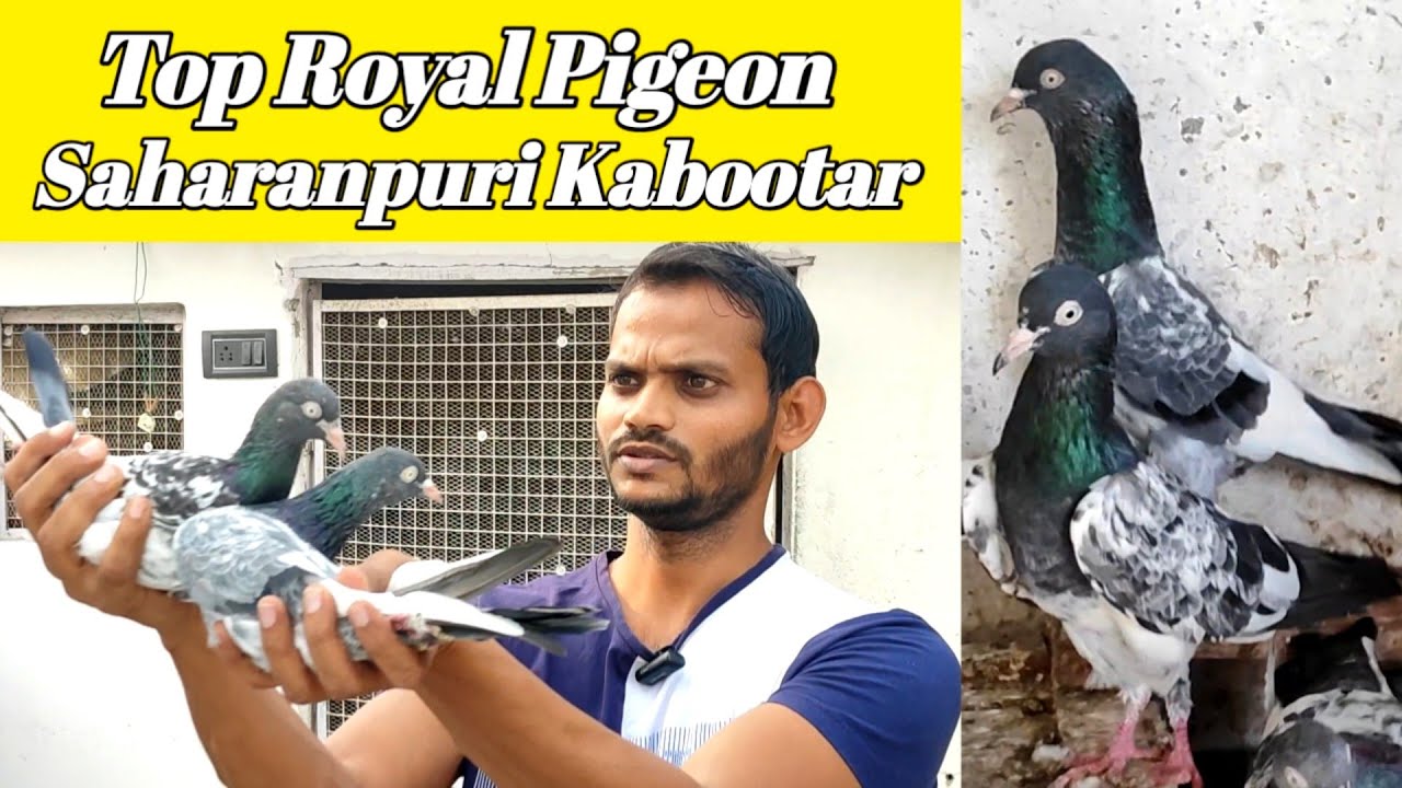 Saharanpuri Kabootar ! ! Top Class Royal Pigeons ! ! Arshad idrisi pigeon