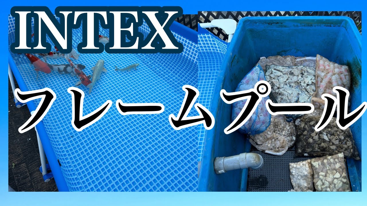 フレームプールを立ち上げついでに濾過槽紹介しようと思う。　#錦鯉 #koi