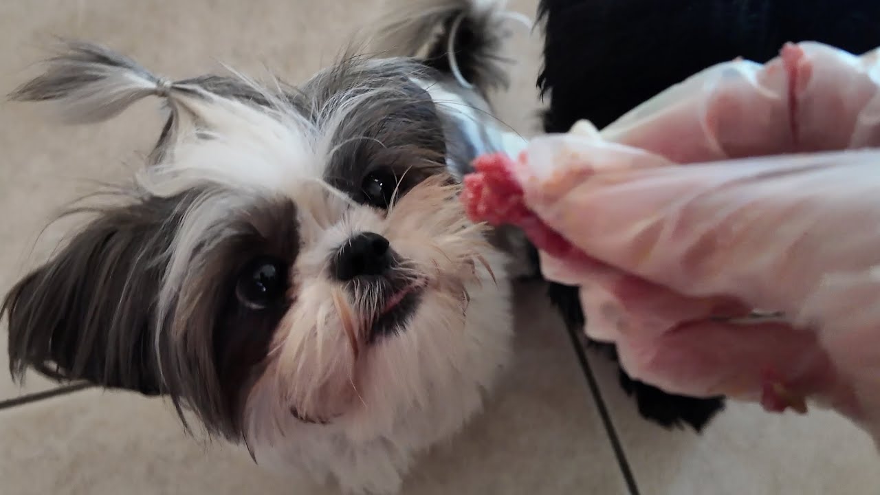 Shih Tzu on Raw Food Diet | My Dogs from Kibbles to Raw Diet