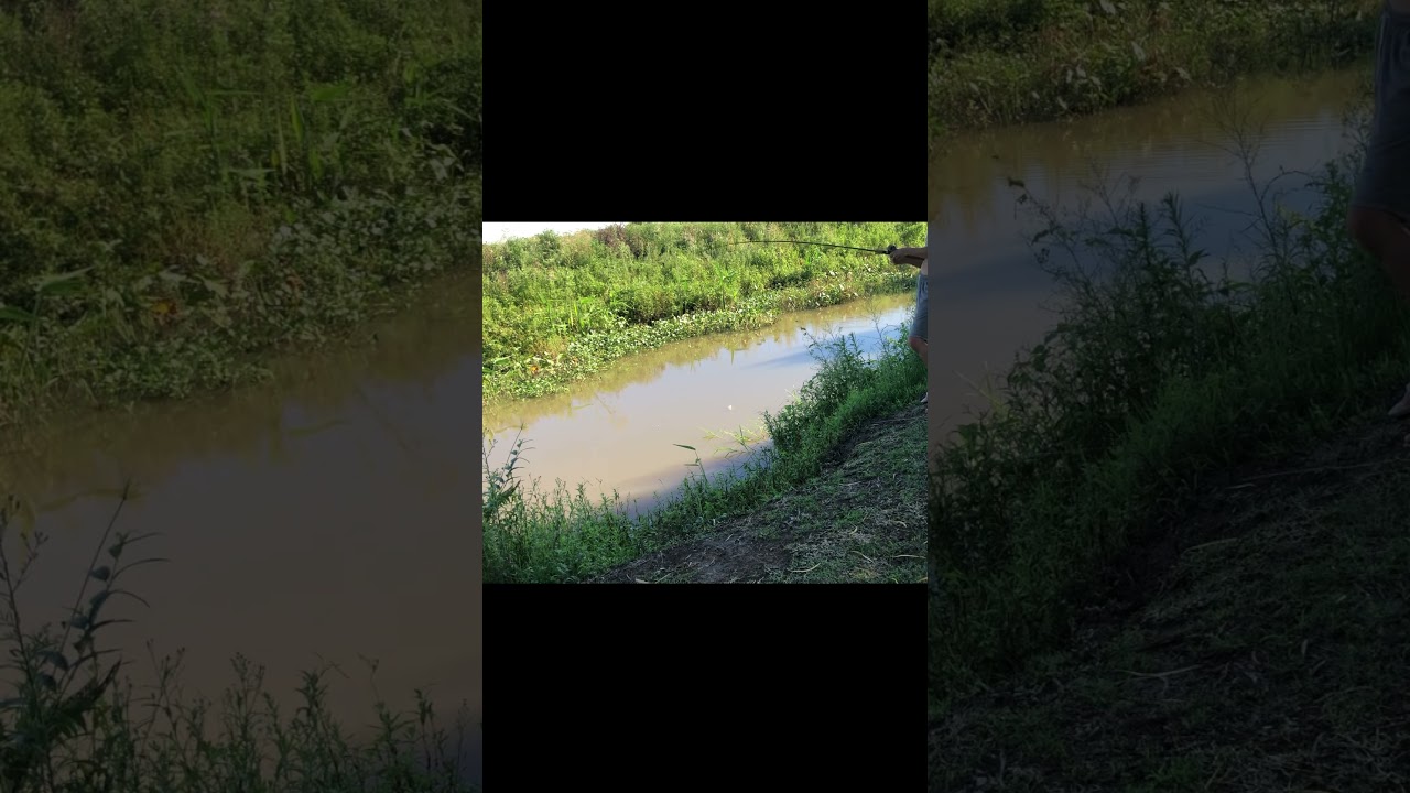 Pesca de tararira en zanj&oacute;n.  #pescador #baitcast #fishing #se&ntilde;uelos #bite #fish #tarucha #survival