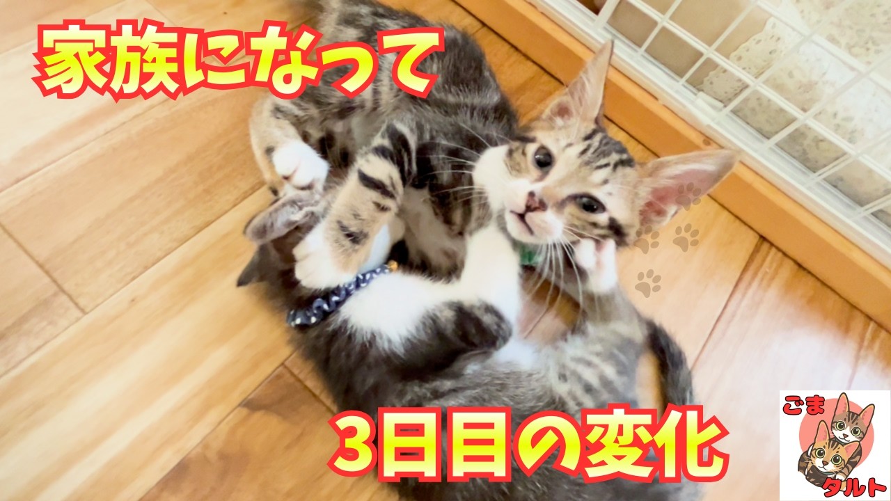【3日目】警戒心がゆるんだ瞬間｜ごまさんとタルト、心を開きはじめる
