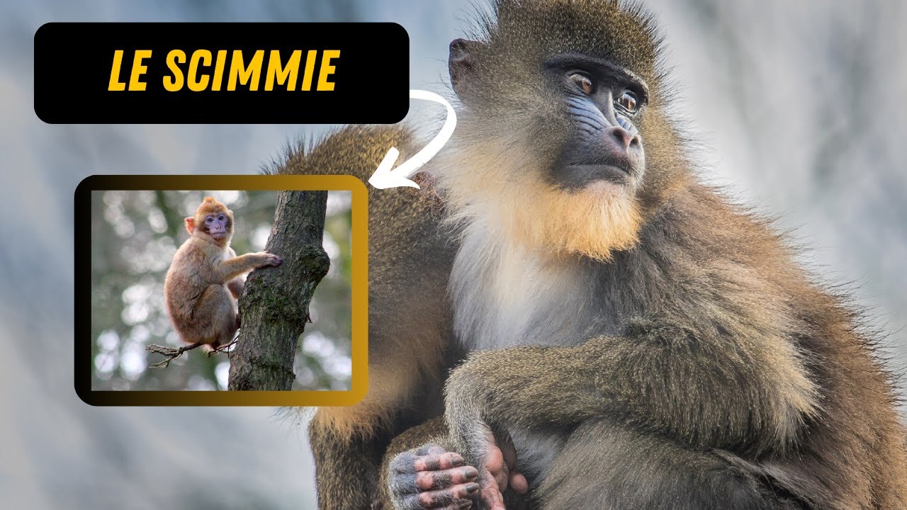 VIDEO ANIMALI - LE 10 SCIMMIE PIÙ RARE - Famiglia Suricame Animali