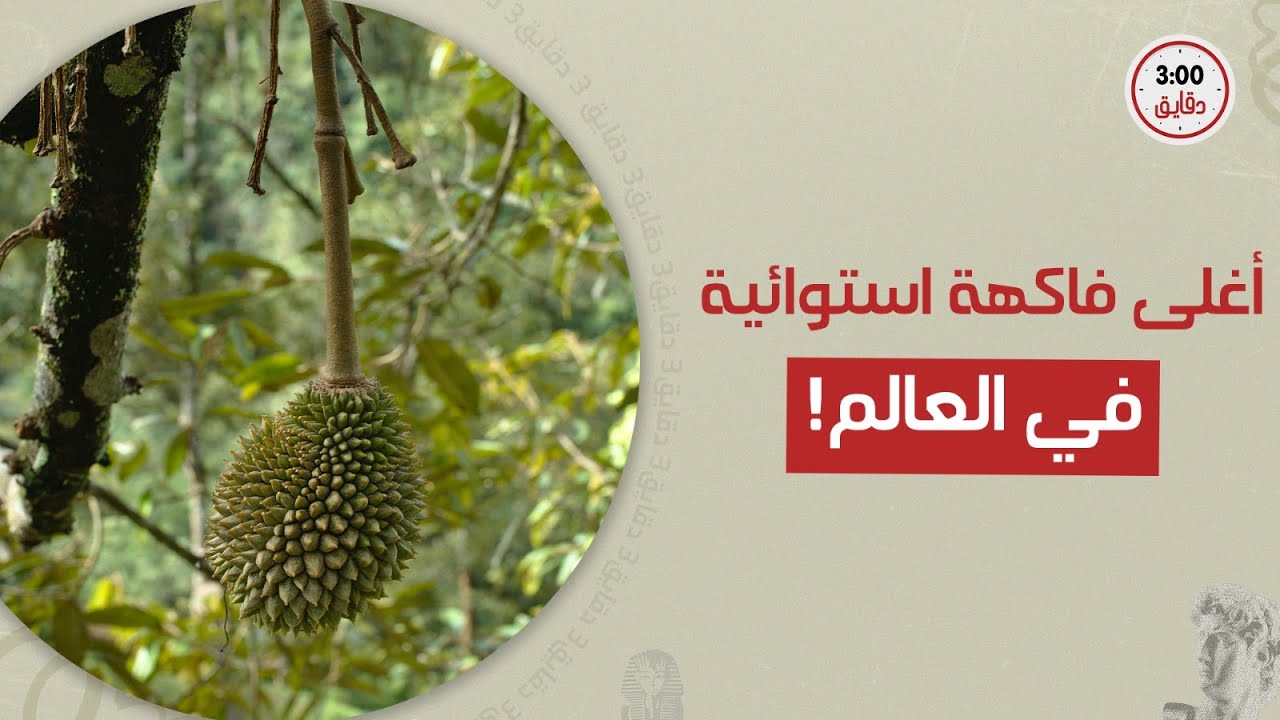 بعد وصولها مصر.تعرف على أغلى فاكهة استوائية في العالم سعرها بـ1000دولار:بس ليه بيمنعوها في الفنادق؟!