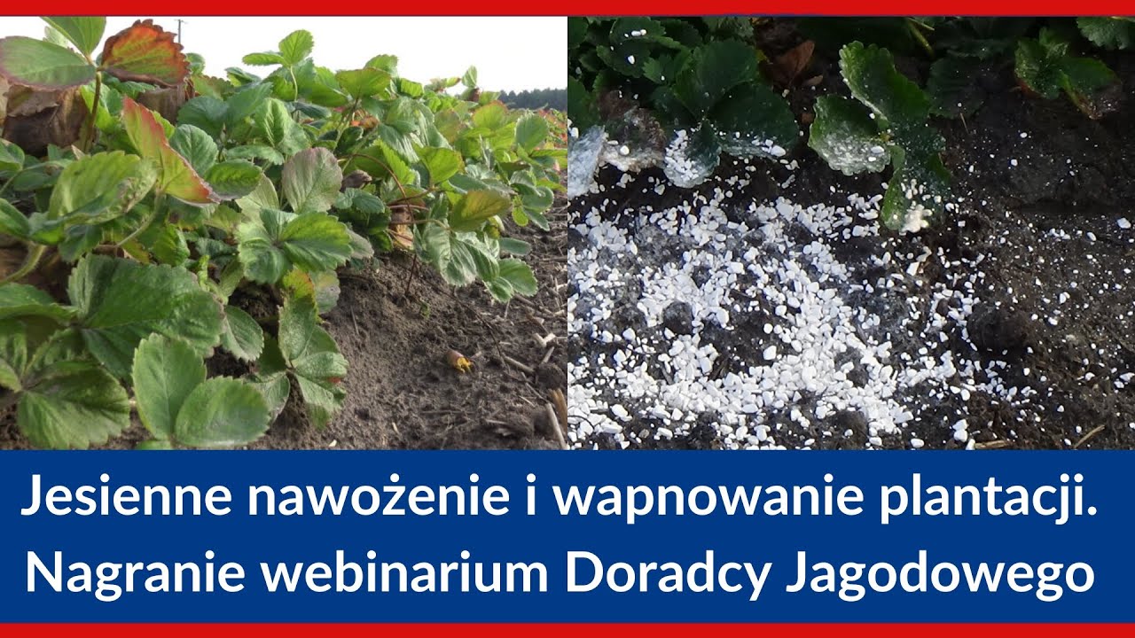 Wapnowanie gleby i nawożenie doglebowe, przygotowujące truskawki do spoczynku zimowego. NAGRANIE