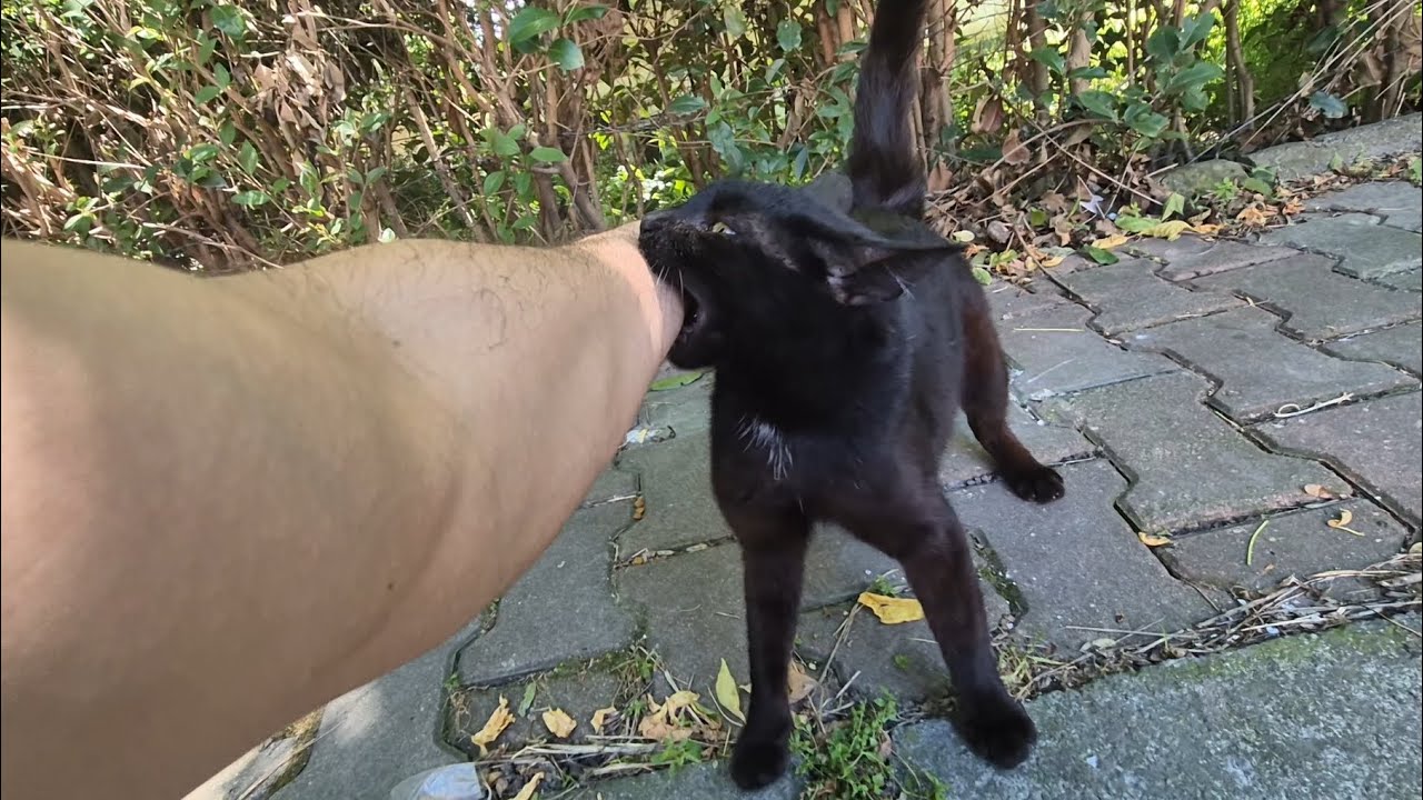 I visited a lonely street cat and she thanked me by happily biting my hand.