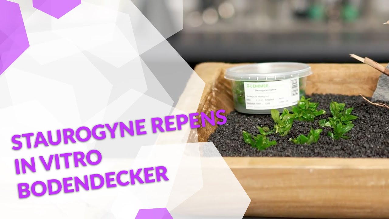 Staurogyne repens Kriechende Staurogyne in vitro Aquariumpflanze in Bodendecker für dein Aquarium