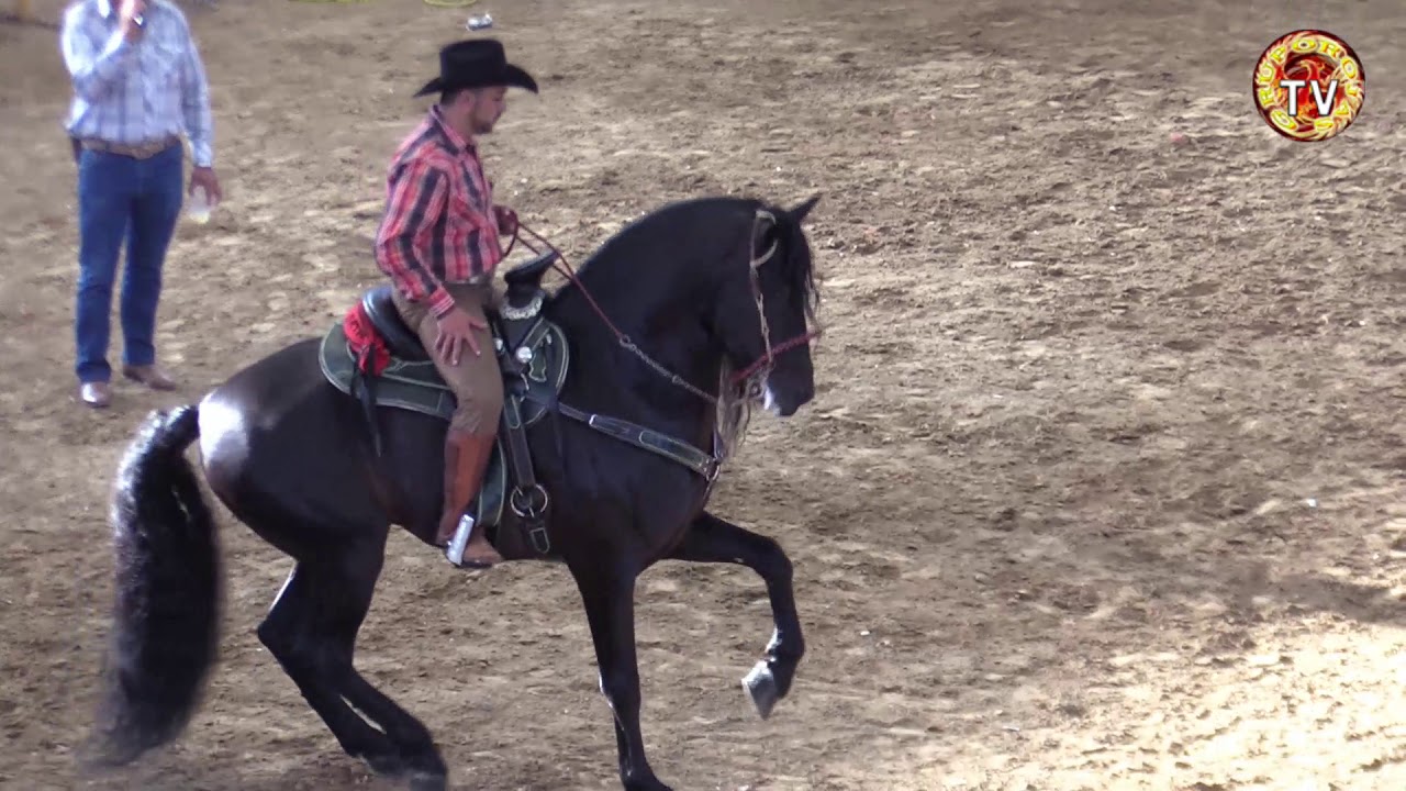 CABALLOS BAILADORES +RANCHO LA CANDELARIA +FEDERICO FIGUEROA +MORELIA 19 DE AGOSTO 2018